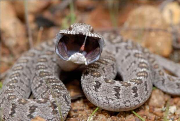 Необычная змея, которая питается исключительно яйцами, заглатывая их целиком