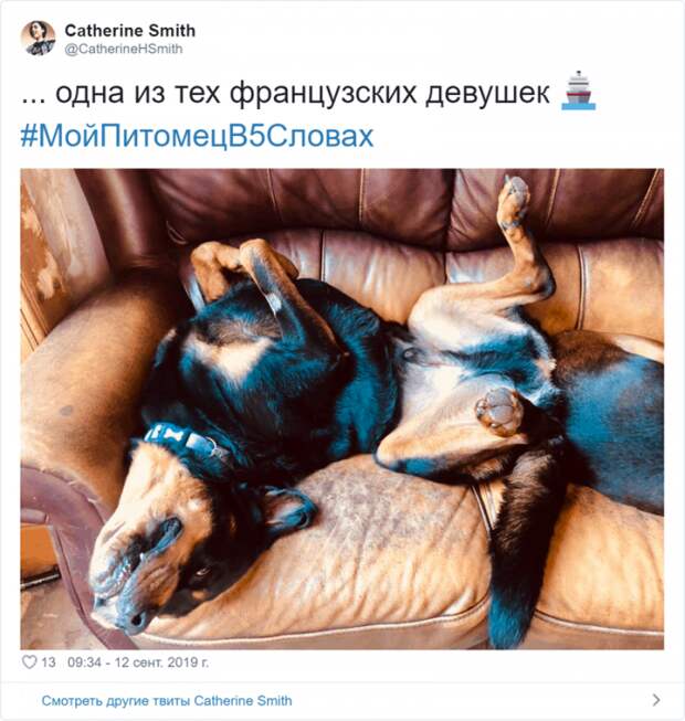Флешмоб «Мой питомец в пяти словах» Флешмоб «Мой питомец в пяти словах»