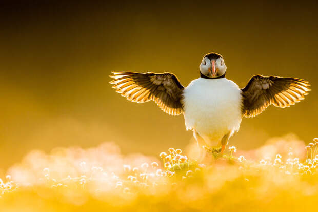Победители конкурса на лучшие фотографии птиц birds Photographer of the Year 2021
