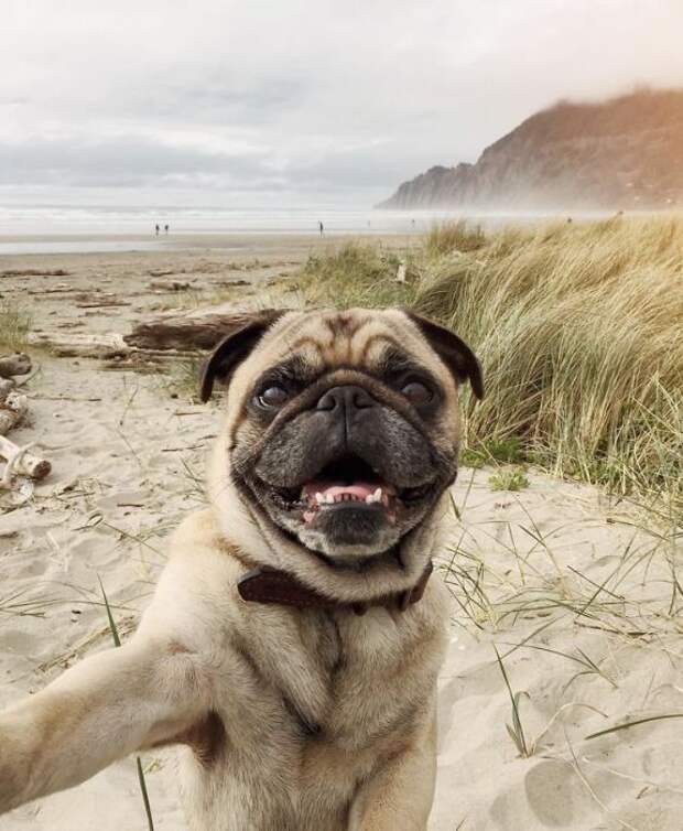 Собака на фоне океана.
