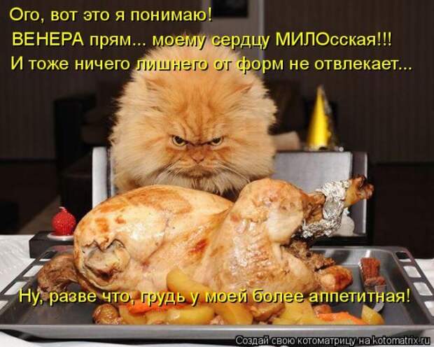 Лучшие котоматрицы недели (50 фото)