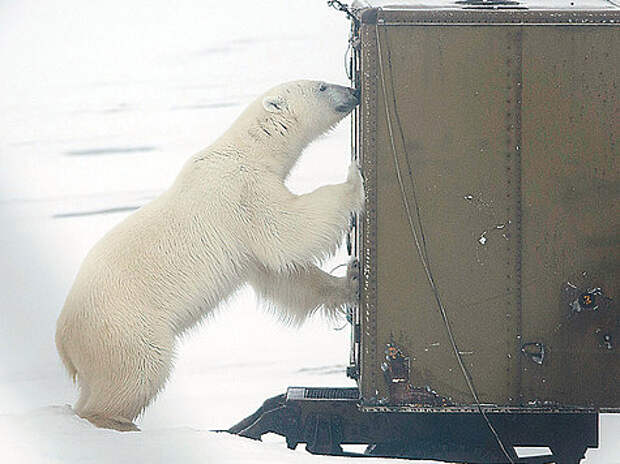 От любопытных хозяев Арктики приходится защищать окна и двери. ФОТО АННЫ НОВИЧКОВОЙ. 