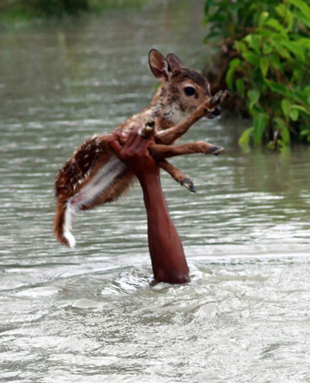 Олененок тонул во время наводнения. Этот парень жертвовал собственной жизнью ради малыша...