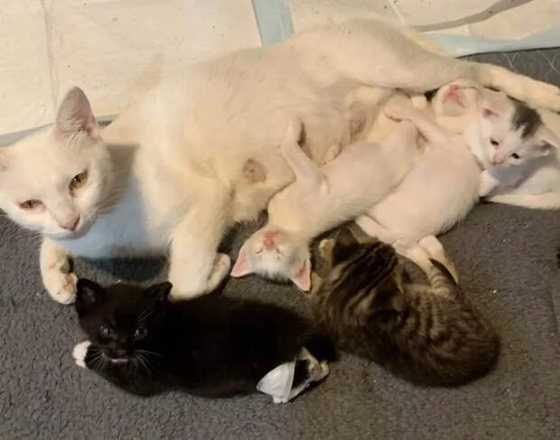 Без кота и жизнь не та