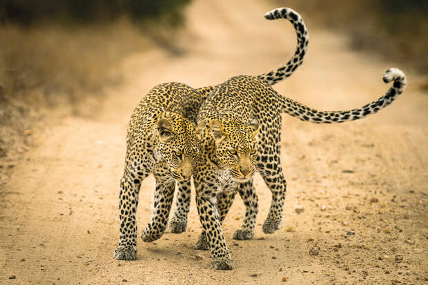 Семья леопардов, Южная Африка