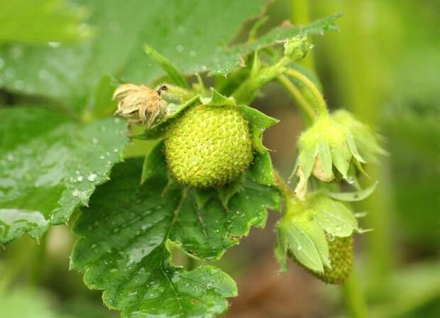 Органическое удобрение для подкормки клубники: ягода увеличится на глазах