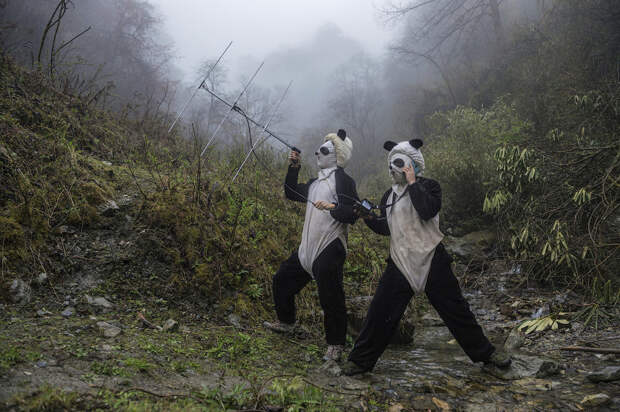 Спецподразделение Панда