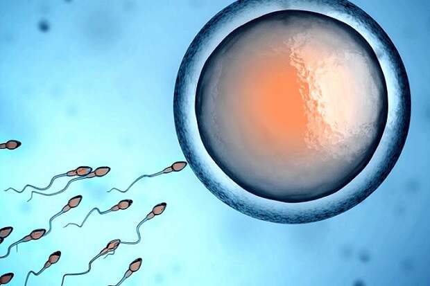Клетки эмбриона способны «обнулять» свой биологический возраст