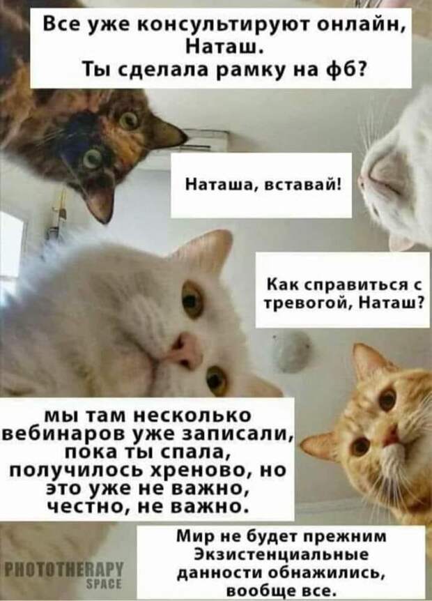 «Наташ, вставай! Мы уронили вообще все!»: на фоне последних событий в сети обрел популярность новый мем с котами