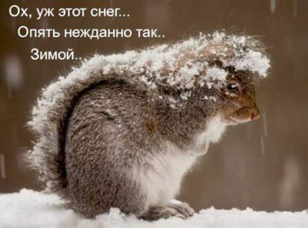 Прикольные статусы про зиму