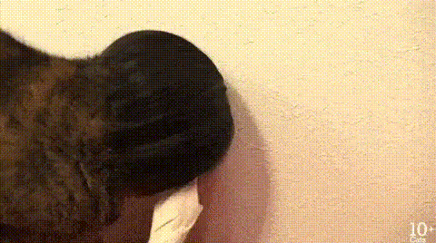 GIF-доказательство, что коты - чертовски весёлые ребята GIF коты юмор