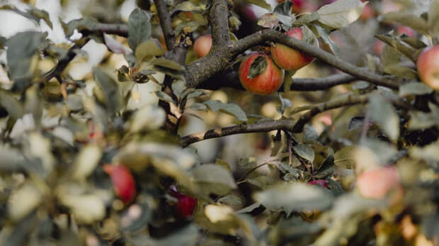 Урожай яблок в Крыму погубили заморозки