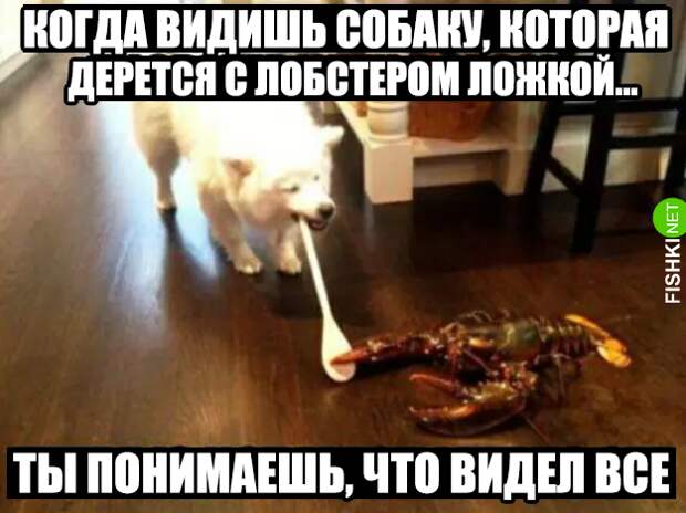 34 самых смешных собачьих фото, известных человечеству животные, мемы, собаки, юмор