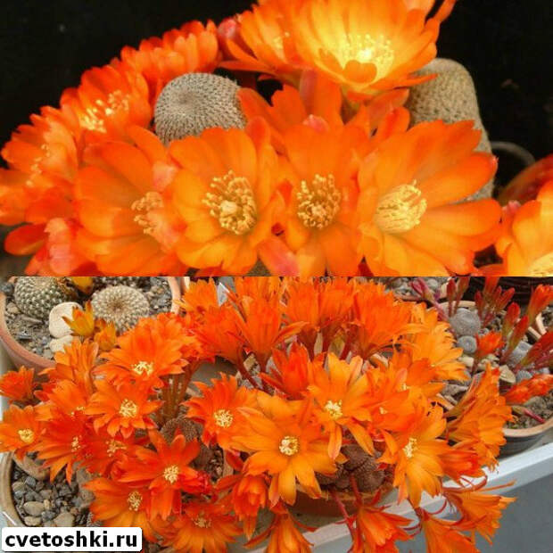 rebutia-heliosa-6