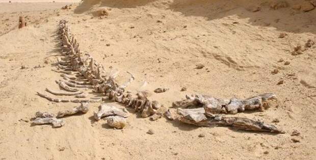 Египетские палеонтологи обнаружили скелет гигантского доисторического кита