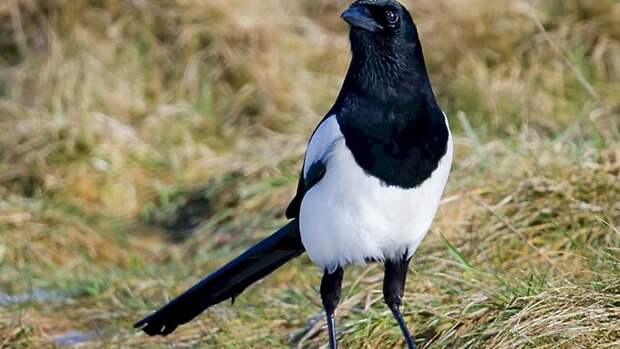 Как 8 марта приворожить любимого и почему этот день называли "кислые девки"?