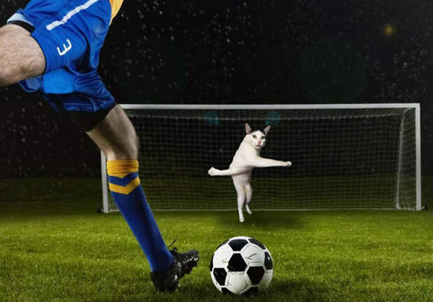 Что будет, если добавить в футбол немного котов? забавно, коты, творчество, фото, фотожабы, фотошоп, футбол, юмор