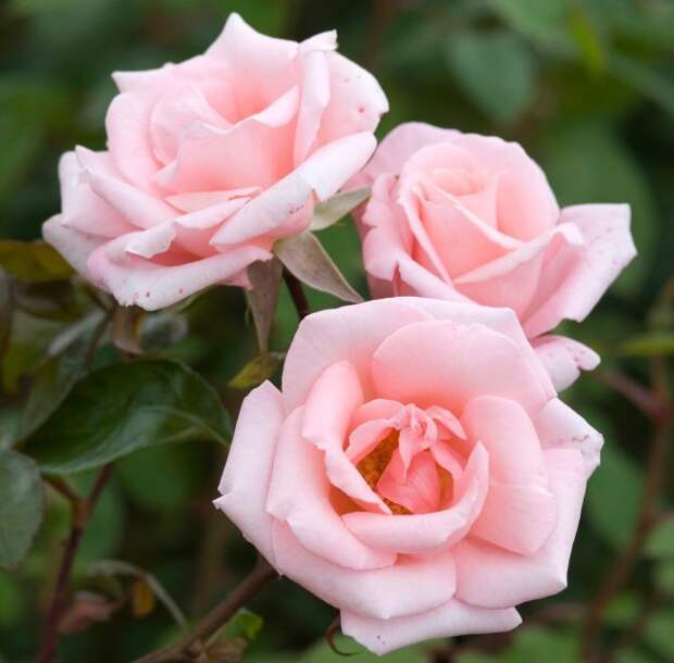 Розовые розы: 10 самых нежных сортов