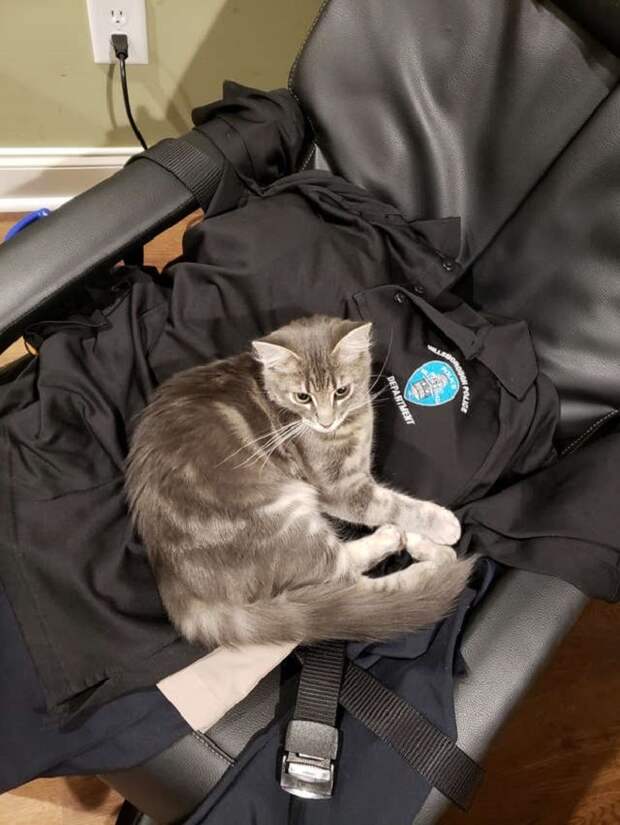 Кошка лежит