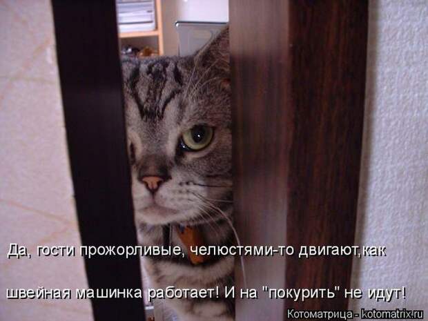 Лучшие котоматрицы недели (50 фото)