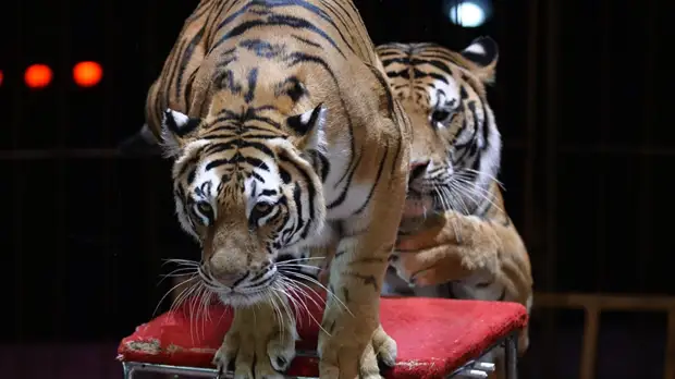 Песков назвал неправильным создание «тепличных условий» для цирков