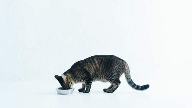 8 причин, почему кошки закапывают еду