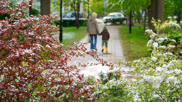 Заморозки в Подмосковье задержатся