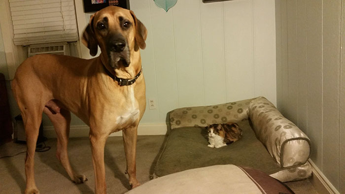 cats-stealing-dog-beds-11-57e0fdae637c9__700