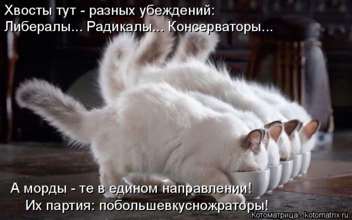 Лучшие котоматрицы недели (50 фото)