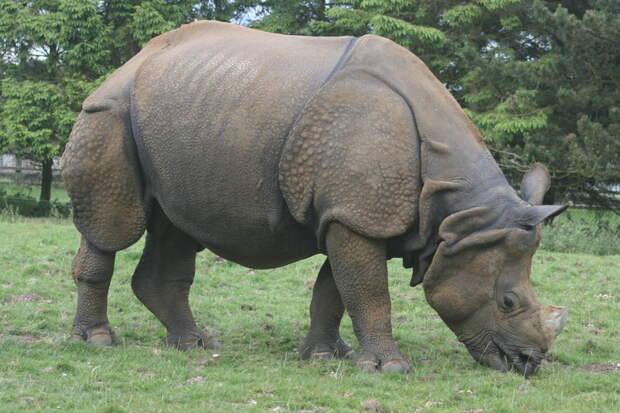Гибрид носорога  гибриды, животные, интересное, фото