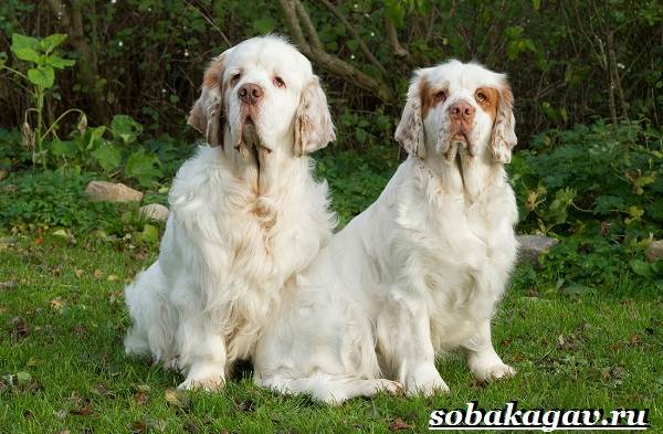 Кламбер спаниель собака. Описание, особенности, уход и цена породы