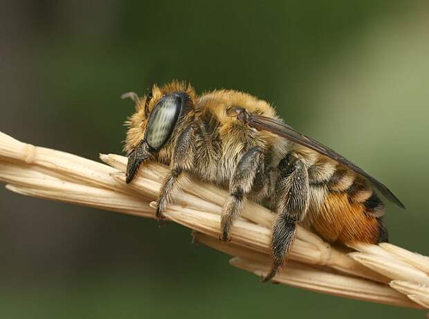 Как пчелы спят