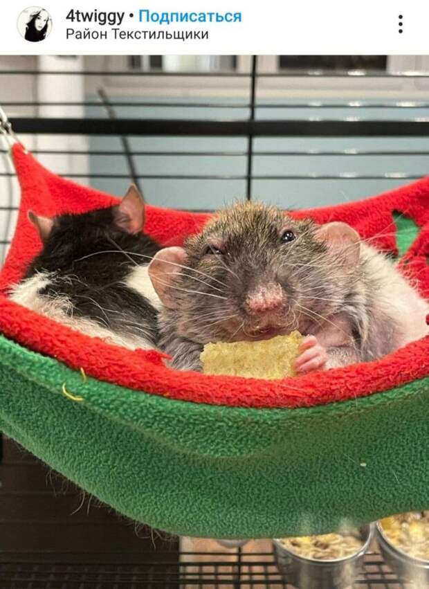 Фото дня: в тесноте, да не в обиде