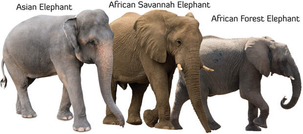 Три современных вида слонов
