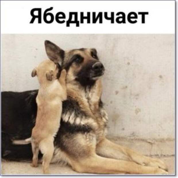 Смешные картинки и мемы с надписями