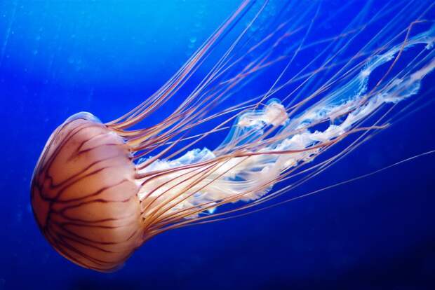 Картинки по запросу медузы