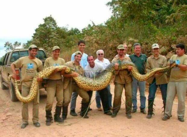 Самые большие змеи в мире — ТОП10