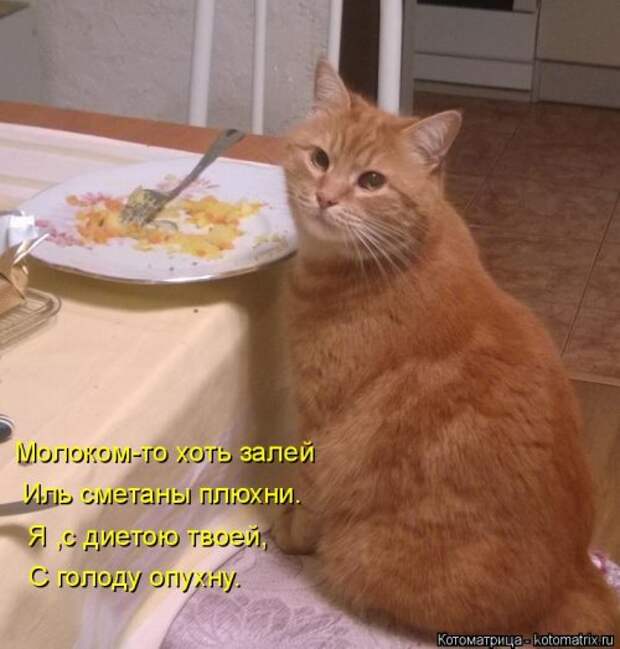 Новая котоматрица для всех (34 фото)