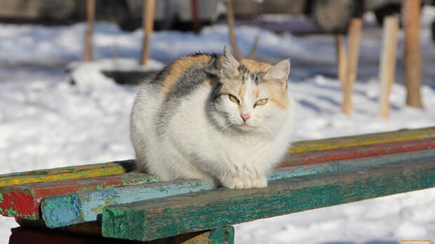 Кот на скамейке