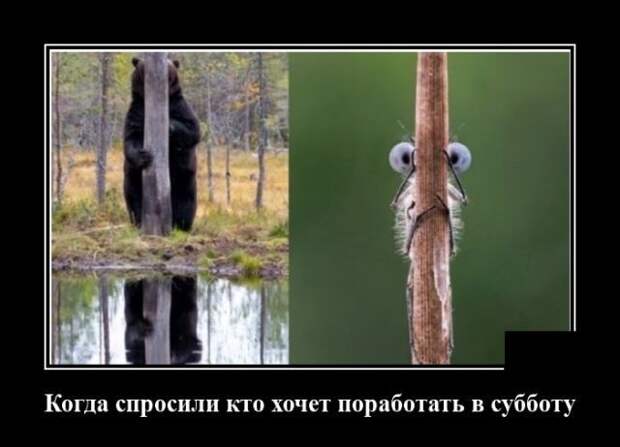 demotivatory-demotivator-smeshnye-demotivatory-demotivator-so-smyslom