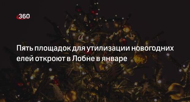Пять площадок для утилизации новогодних елей откроют в Лобне в январе