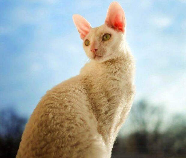 Кудрявая кошка Корниш-рекс