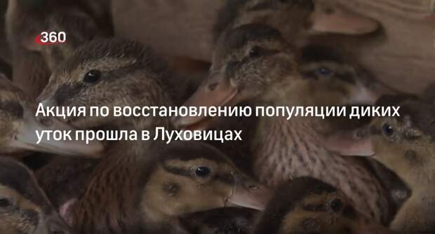 Акция по восстановлению популяции диких уток прошла в Луховицах