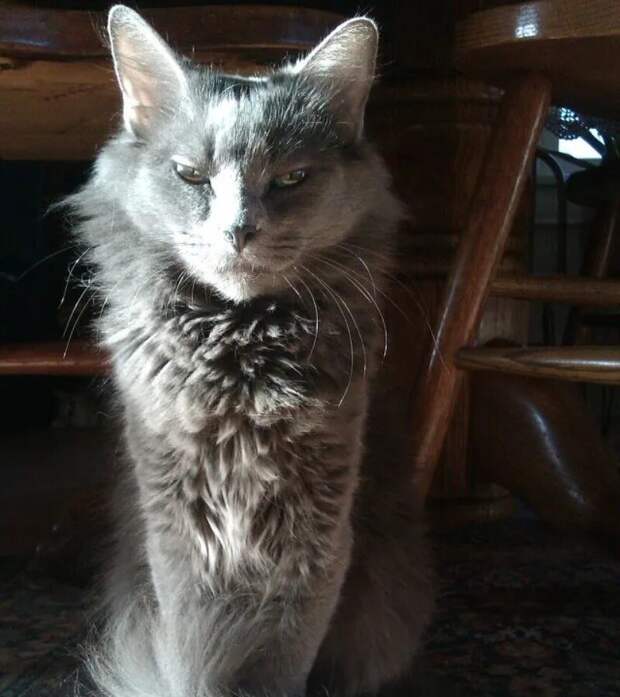 Блог - 14 смешных фото котов, которые обиделись на своих хозяев 14 смешных фото котов, которые обиделись на своих хозяев