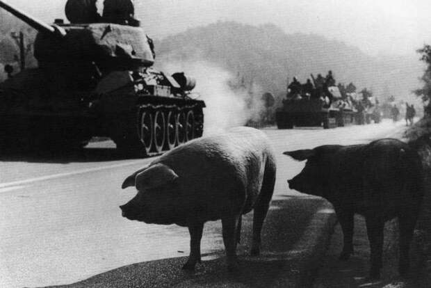 Война из-за свиньи. | Фото: Википедия.