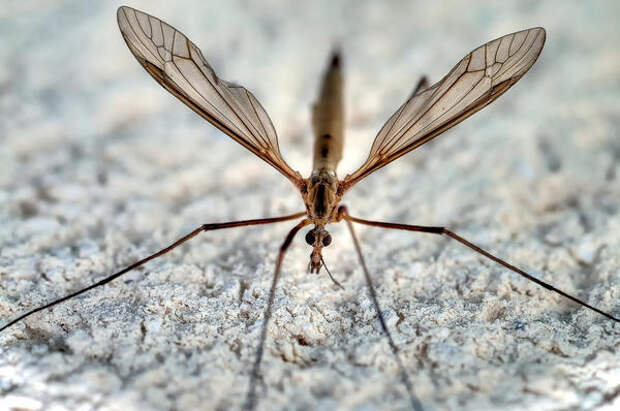 Комар-долгоножка не опасен для человека