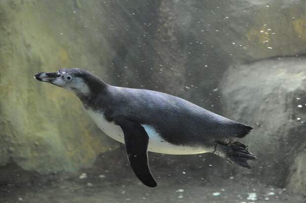Как влюбляются, рожают, изменяют и делят детей в московском пингвинятнике