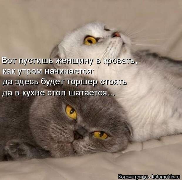 Лучшие котоматрицы недели (50 фото)