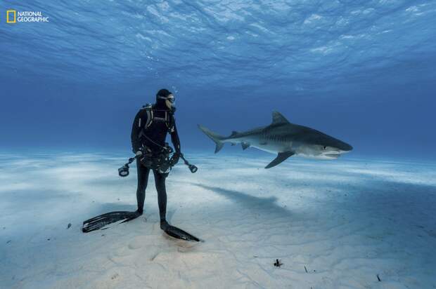 25. Тигровая акула на северных Багамах, в месте, известном как Тигровый пляж (Brian Skerry) наука, научные исследования, научные открытия, фотографии