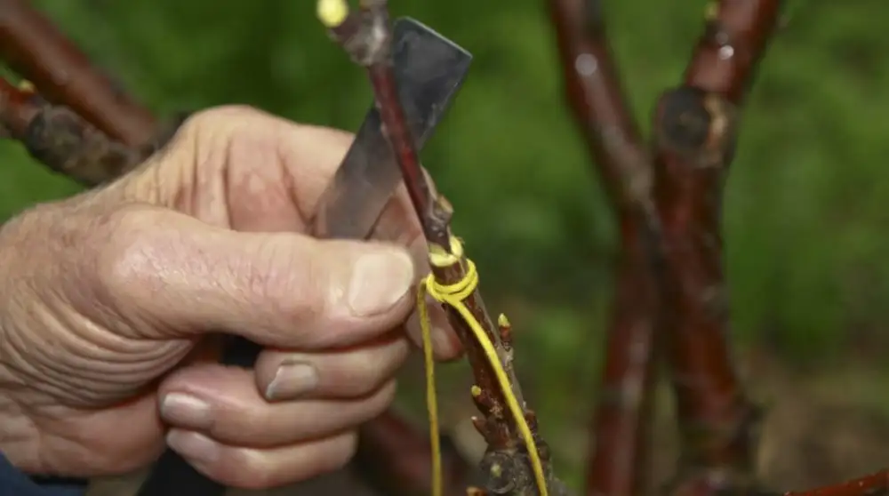 Прививка черешни фото. Привить черешню. Окулировка вишни. Результат прививки черешни на вишню. Привой сирени.